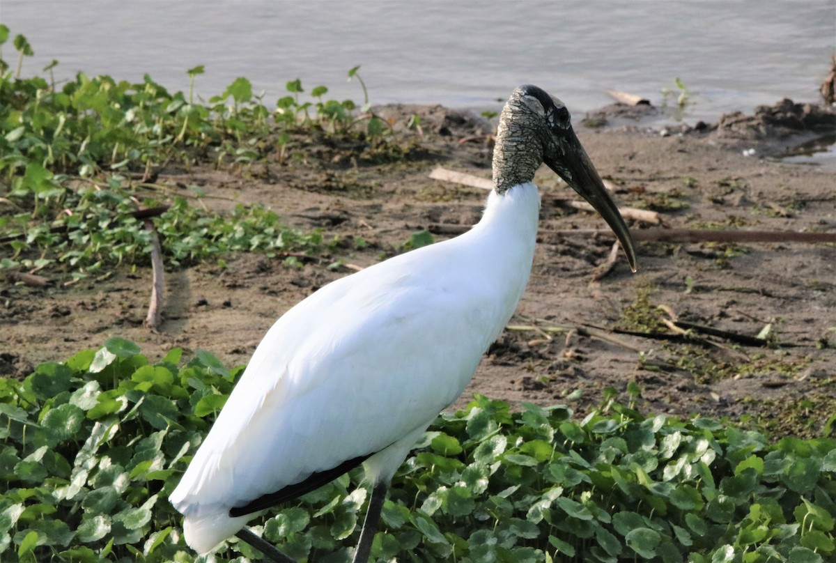 Wood Stork - ML318368551