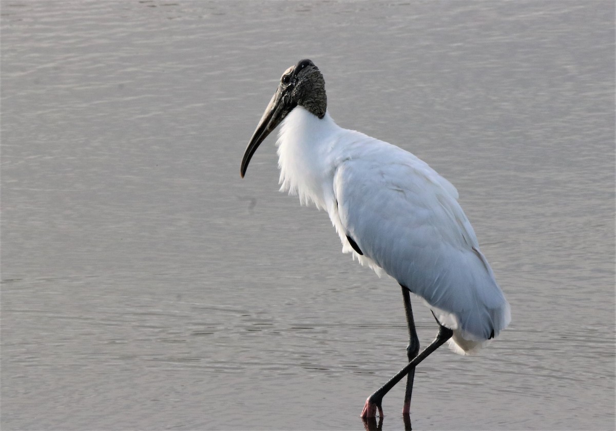 Wood Stork - ML318368571