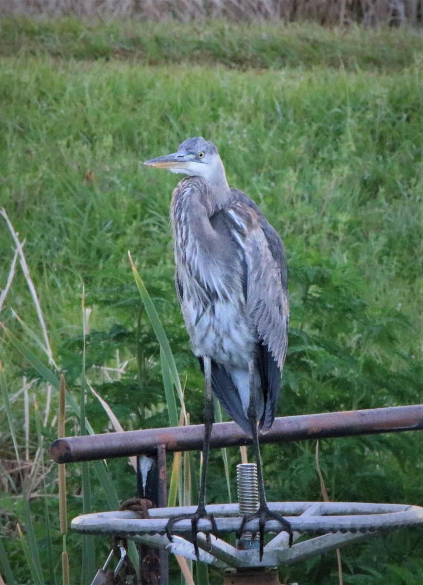 Great Blue Heron - ML318368871