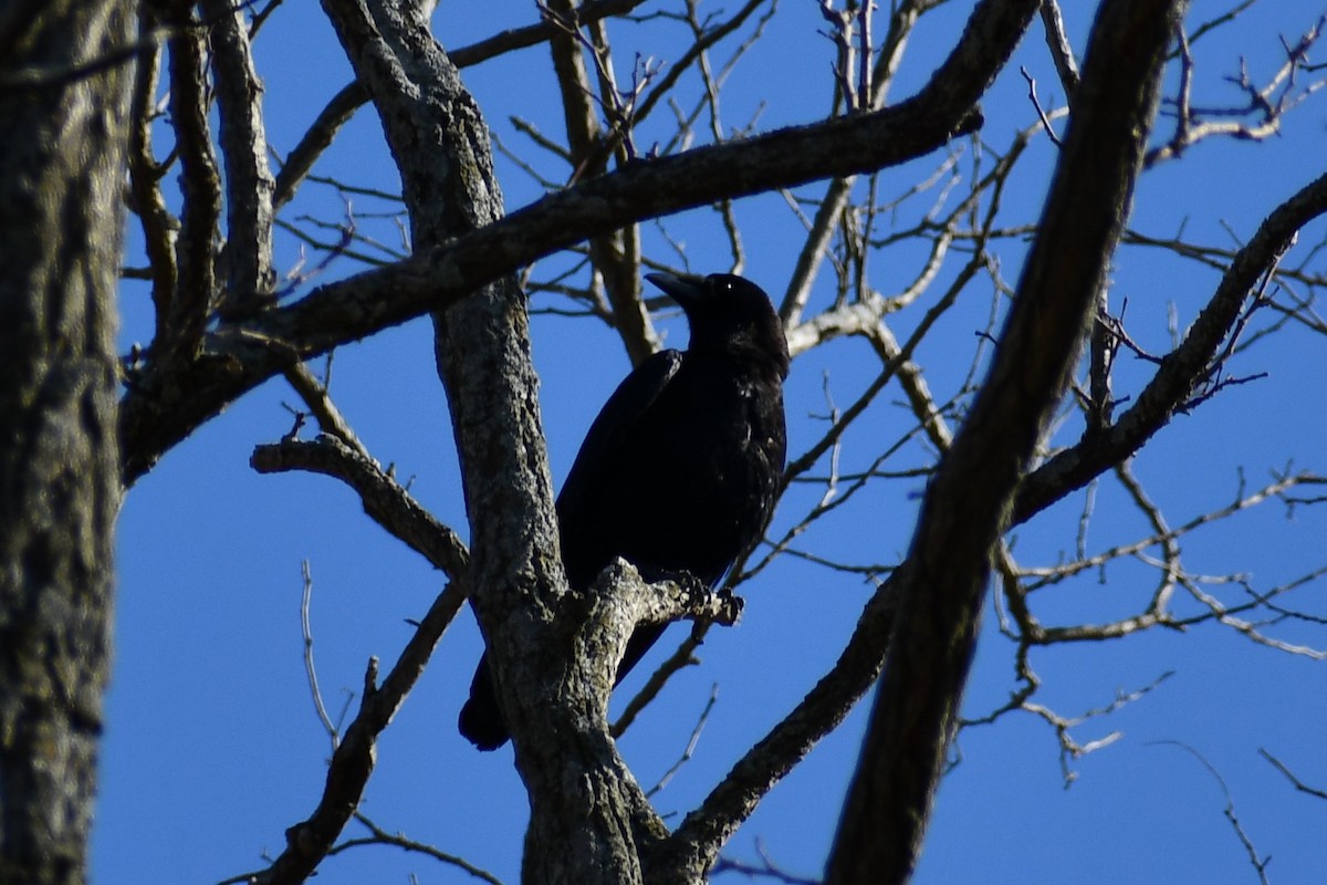 American Crow - ML318369311