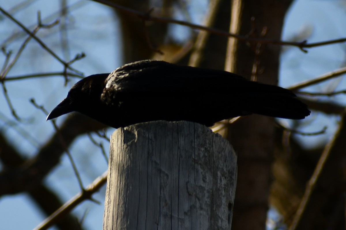 American Crow - ML318369321