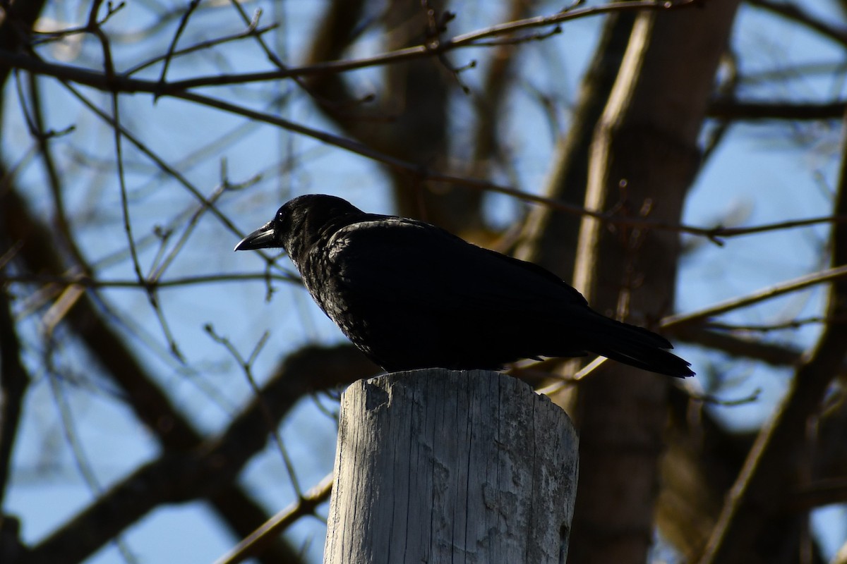 American Crow - ML318369331