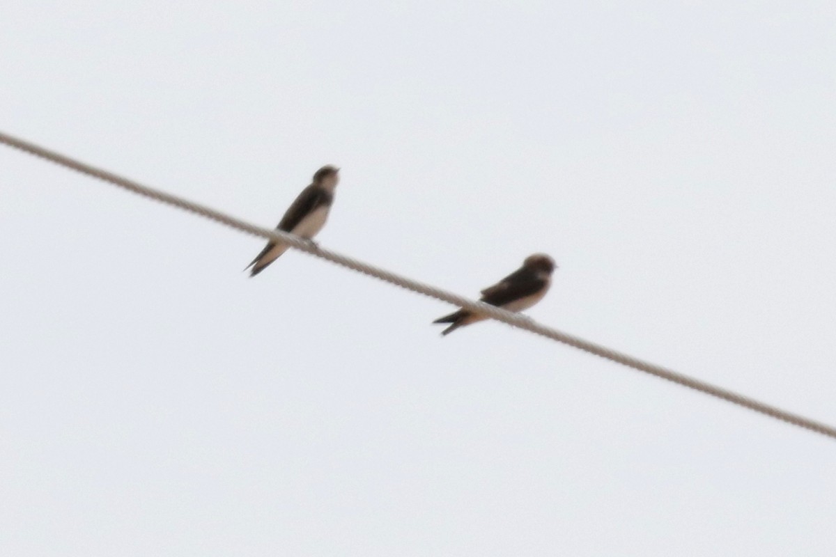 Bank Swallow - ML31837041