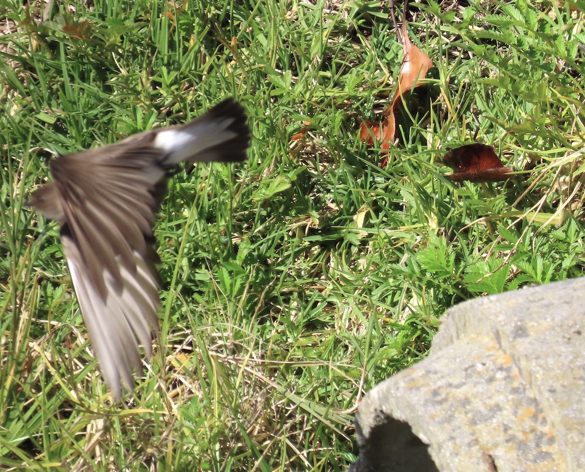 Golondrina Aserrada - ML318370421