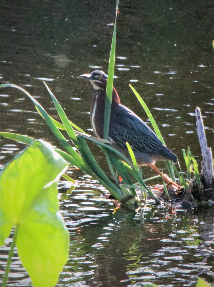 Green Heron - ML318371311