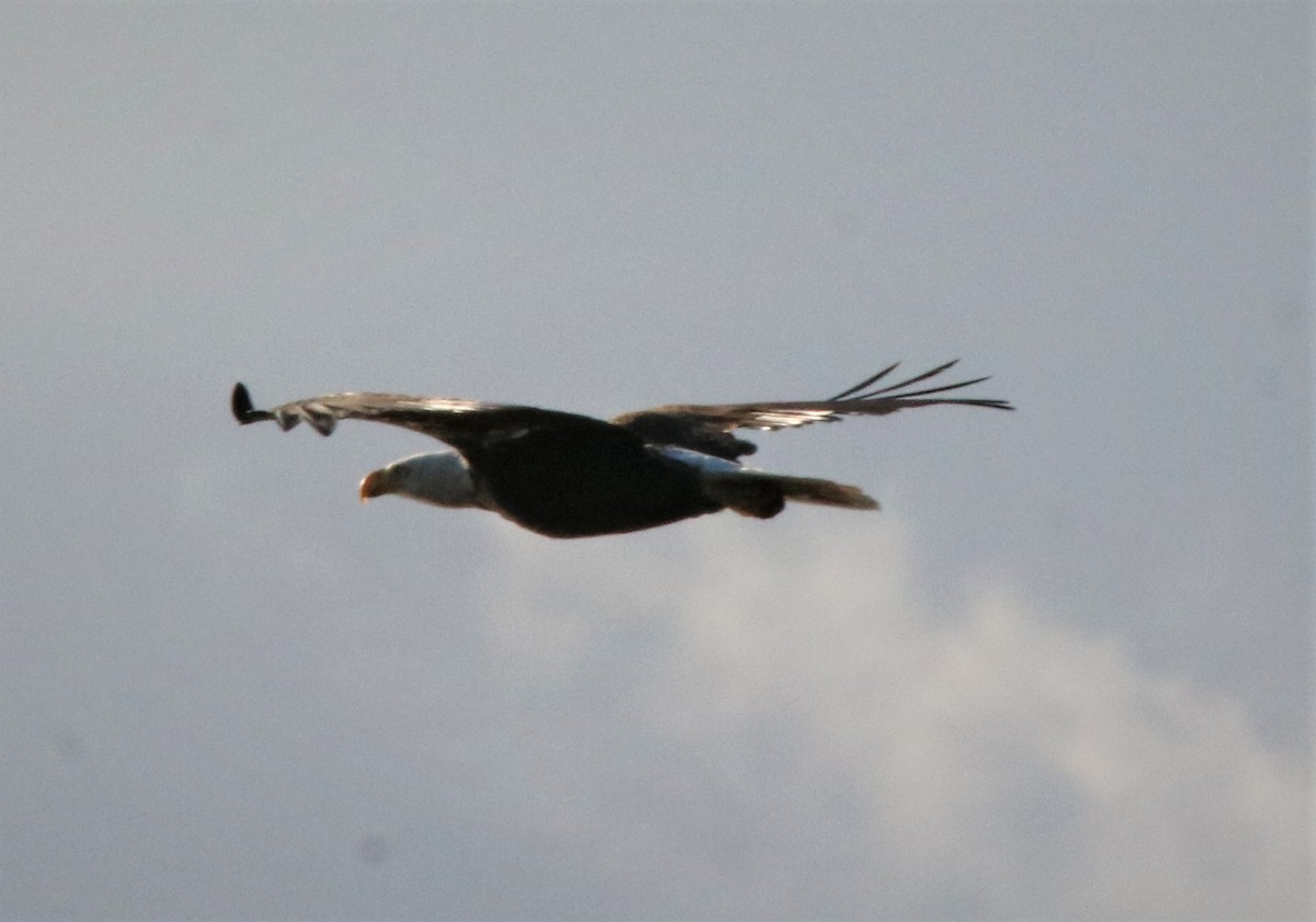 Bald Eagle - ML318371721