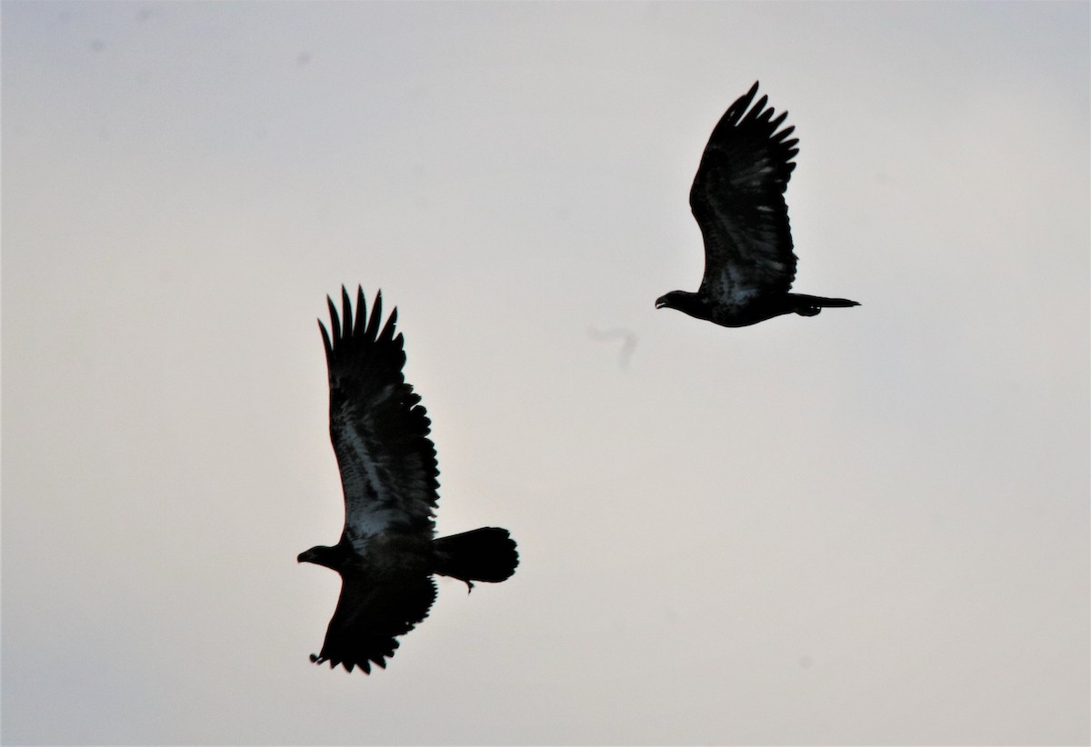 Bald Eagle - ML318371771