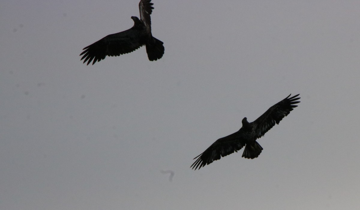 Bald Eagle - ML318371781
