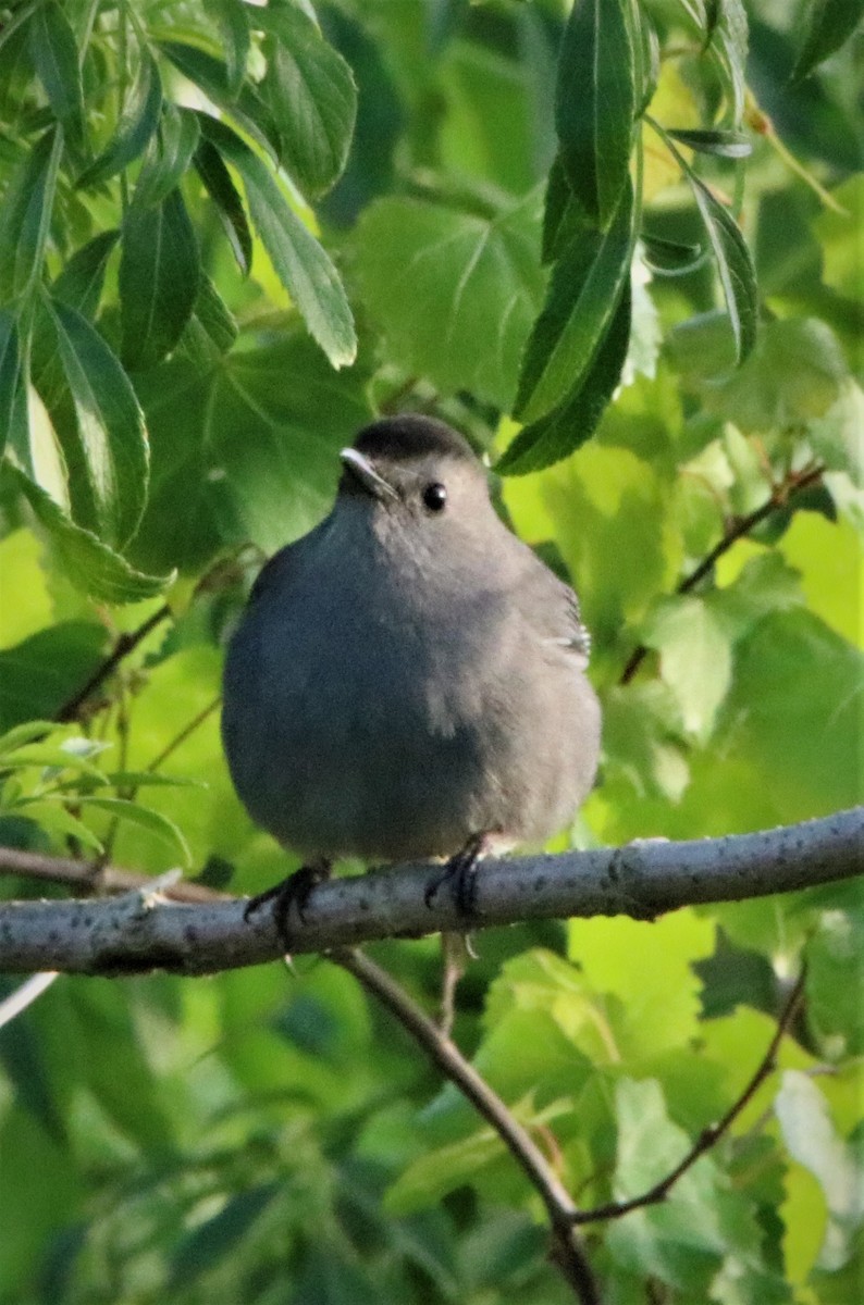 Gray Catbird - ML318372331