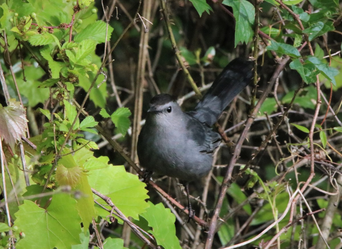 Gray Catbird - ML318372381