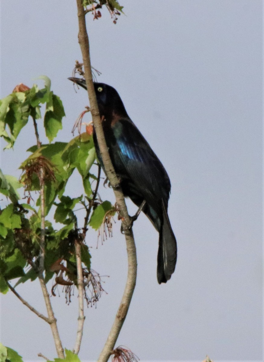 Common Grackle - ML318374701