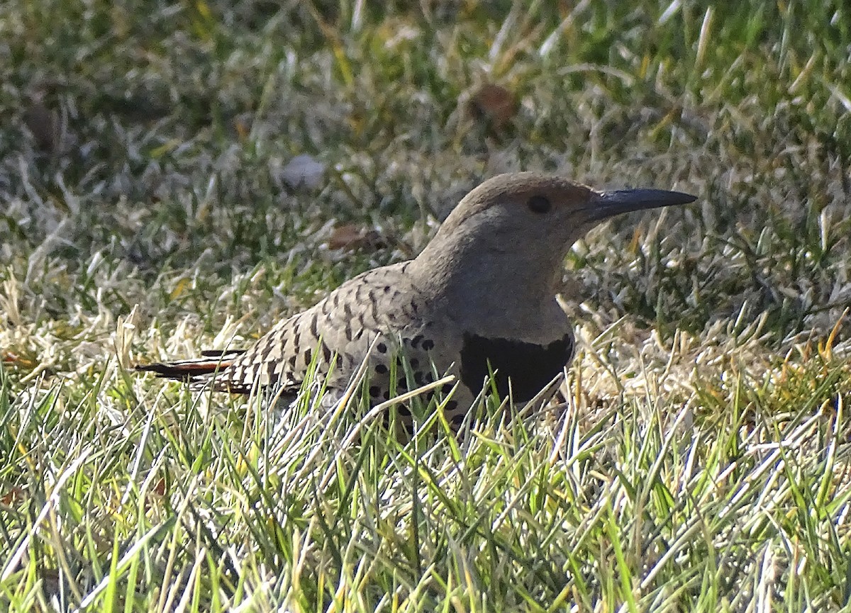 Northern Flicker (Red-shafted) - ML318376491