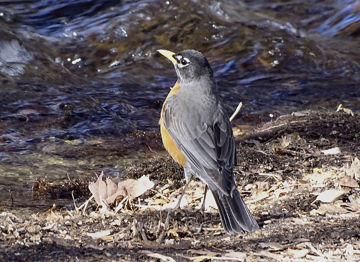American Robin - ML318376561