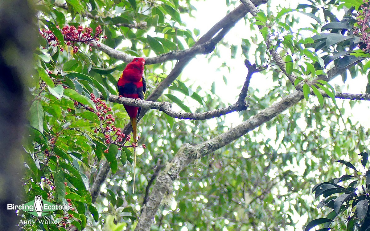 West Papuan Lorikeet - ML318378071