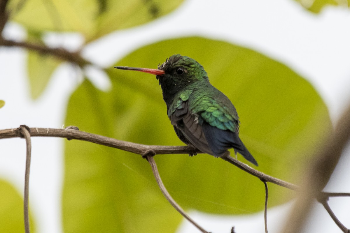 Glittering-bellied Emerald - ML318378821