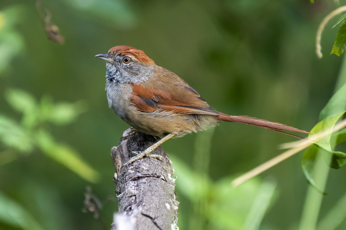 Sooty-fronted Spinetail - ML318378891