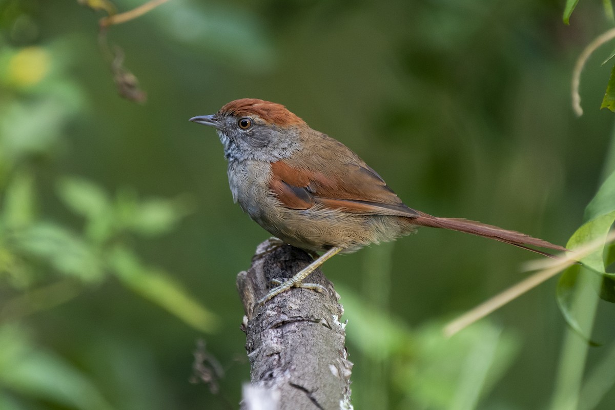 Sooty-fronted Spinetail - Luiz Carlos Ramassotti