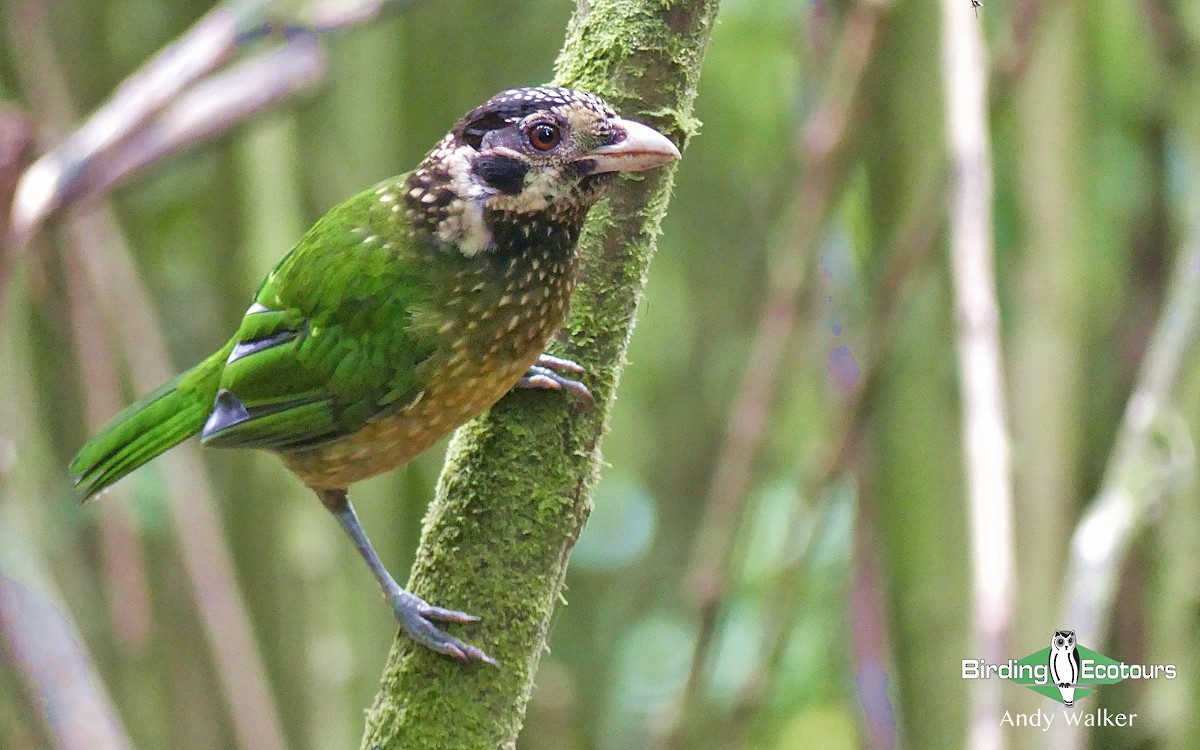 Arfak Catbird - Andy Walker - Birding Ecotours