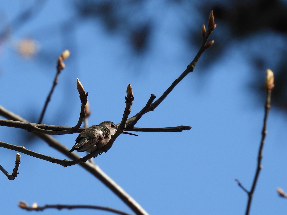 Ruby-throated Hummingbird - ML318380301