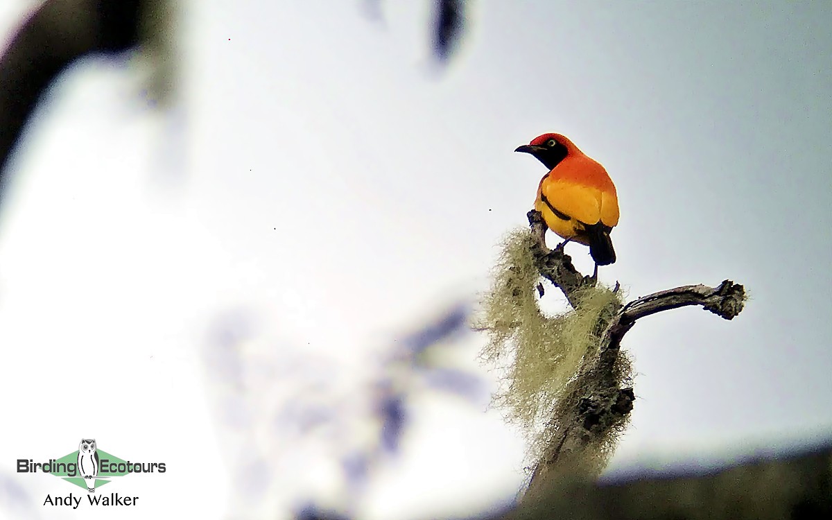 Masked Bowerbird - Andy Walker - Birding Ecotours