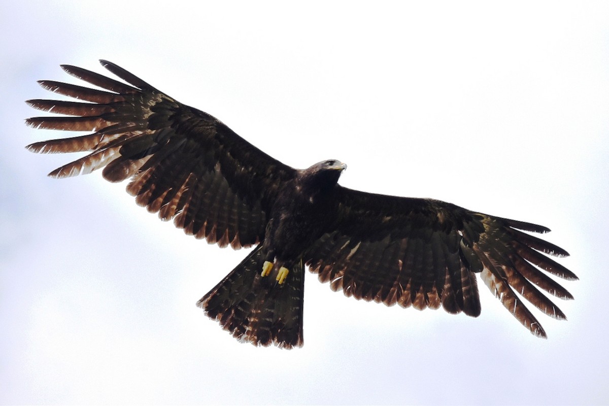 Black Eagle - ML318380731