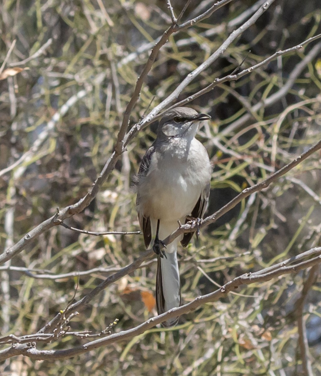 Northern Mockingbird - ML318381451