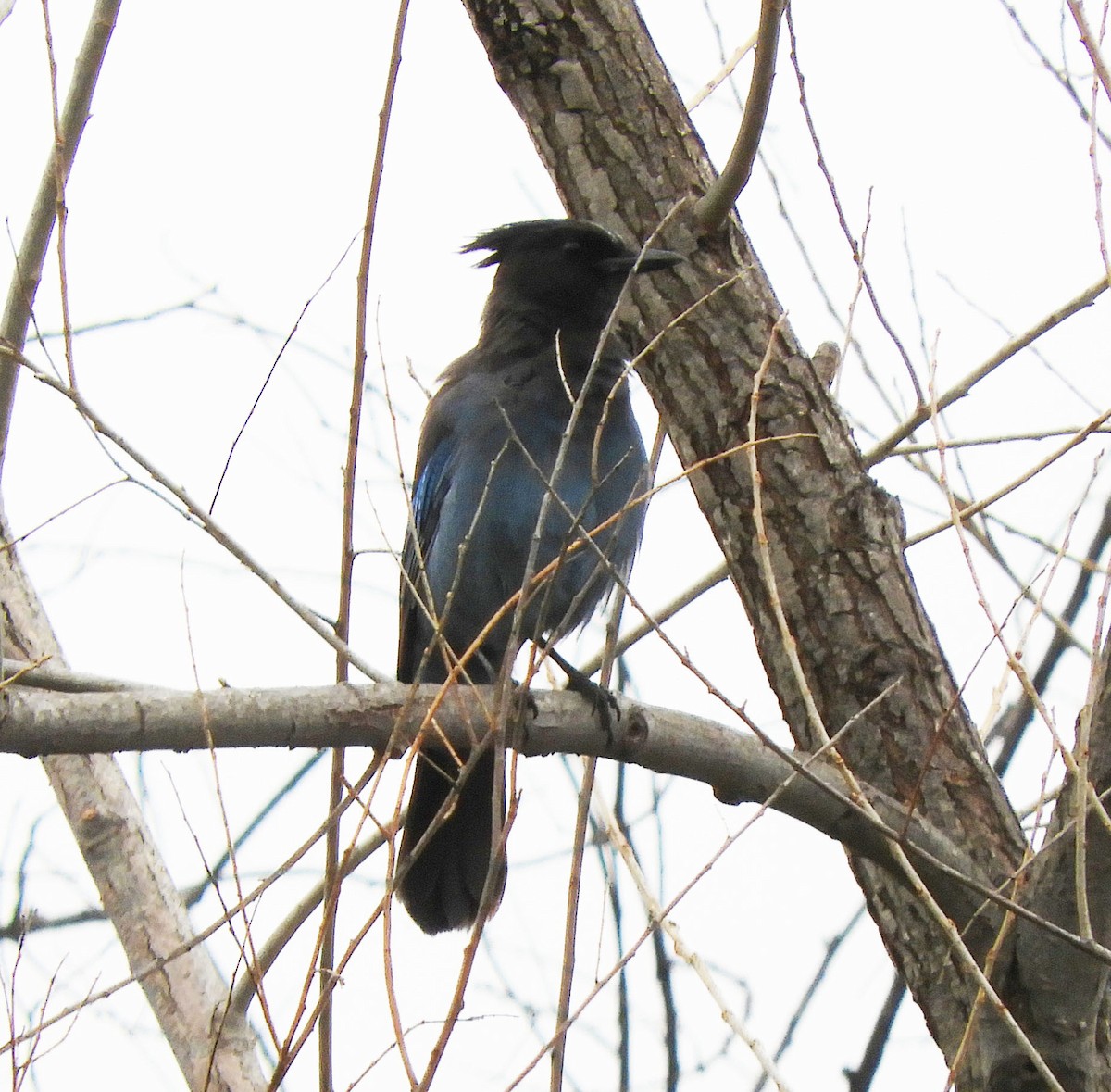 Steller's Jay - ML318382681