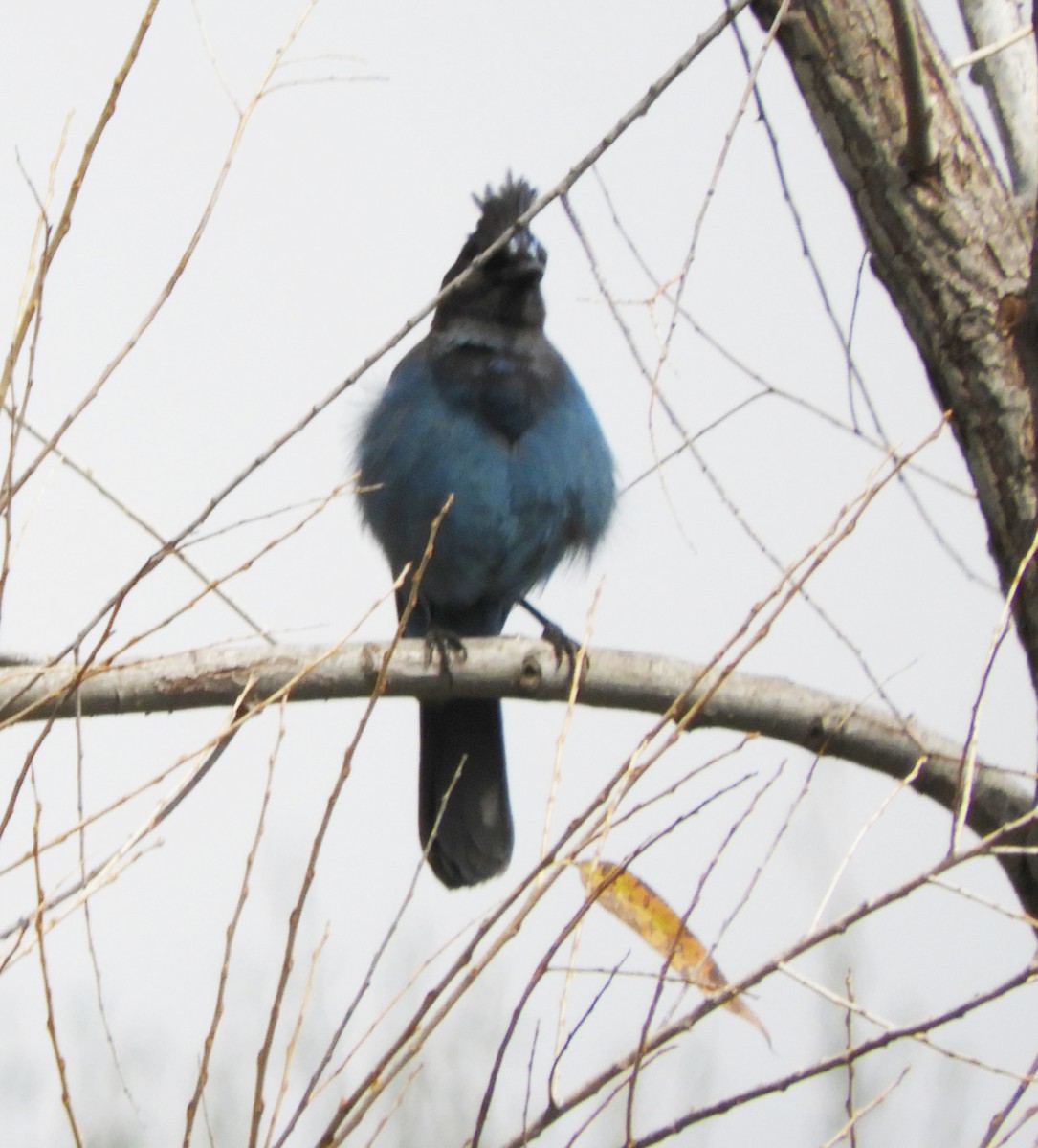 Steller's Jay - ML318382711