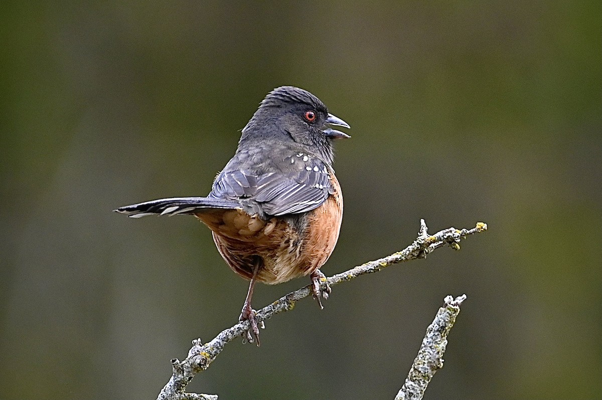 Spotted Towhee - ML318382911