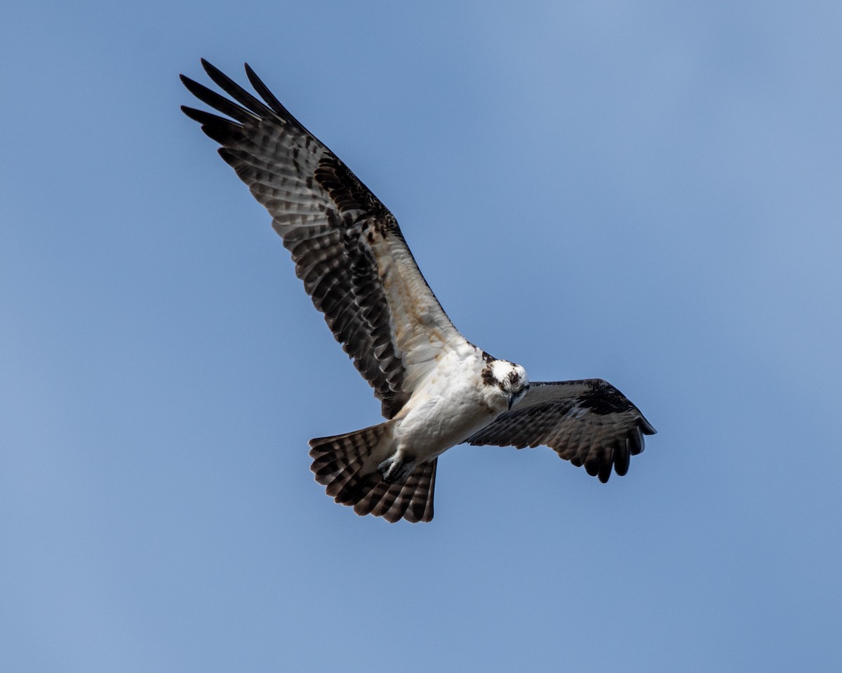 Osprey - ML318383941