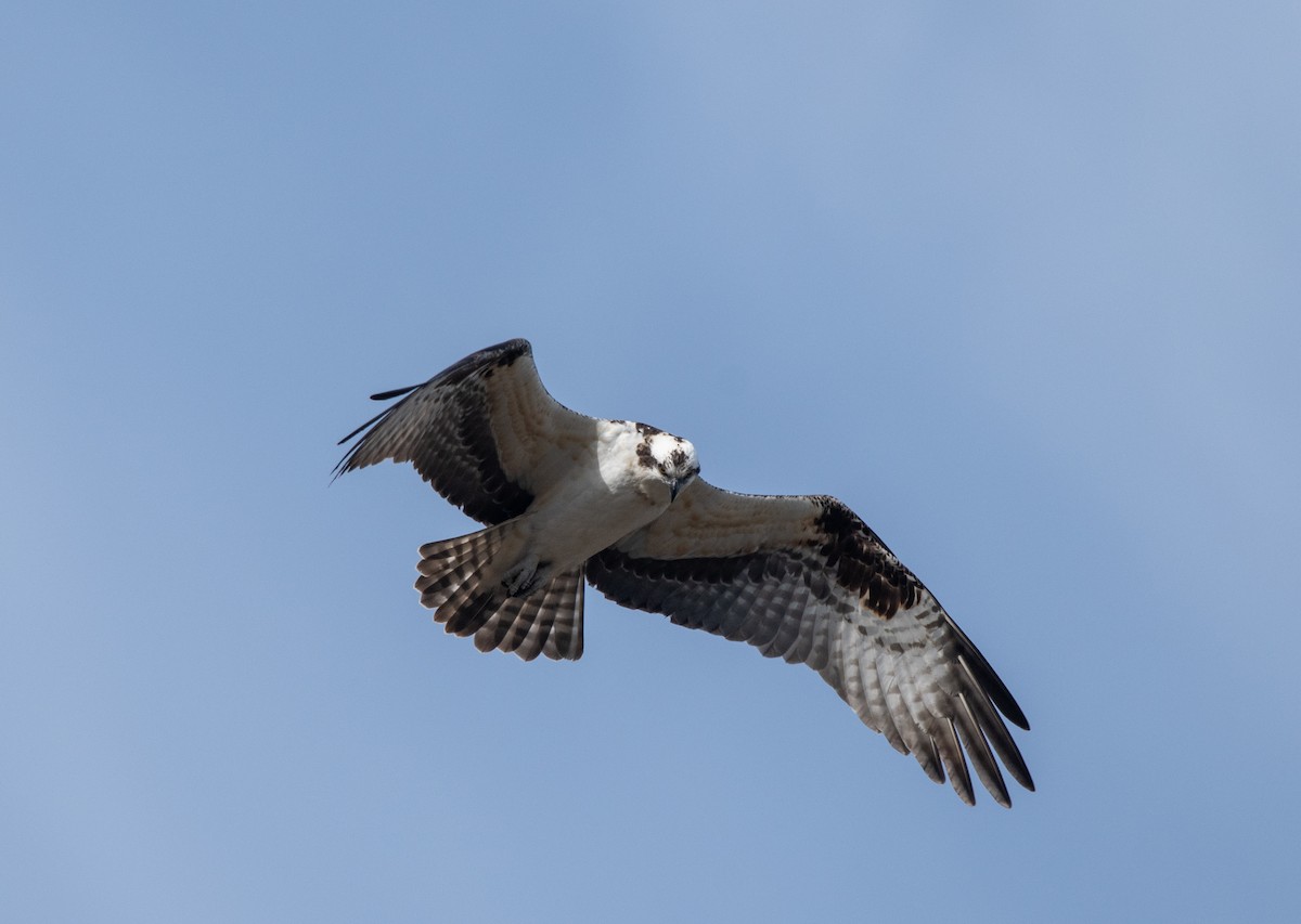 Osprey - ML318383971