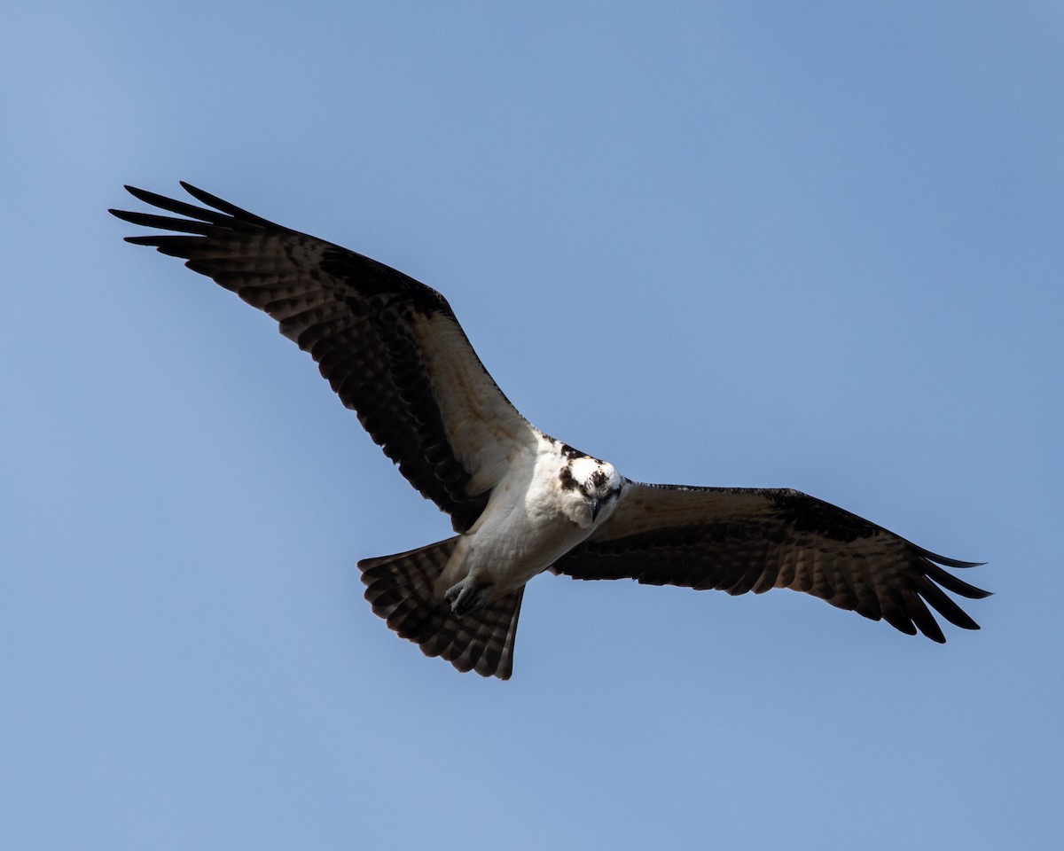 Osprey - ML318384041