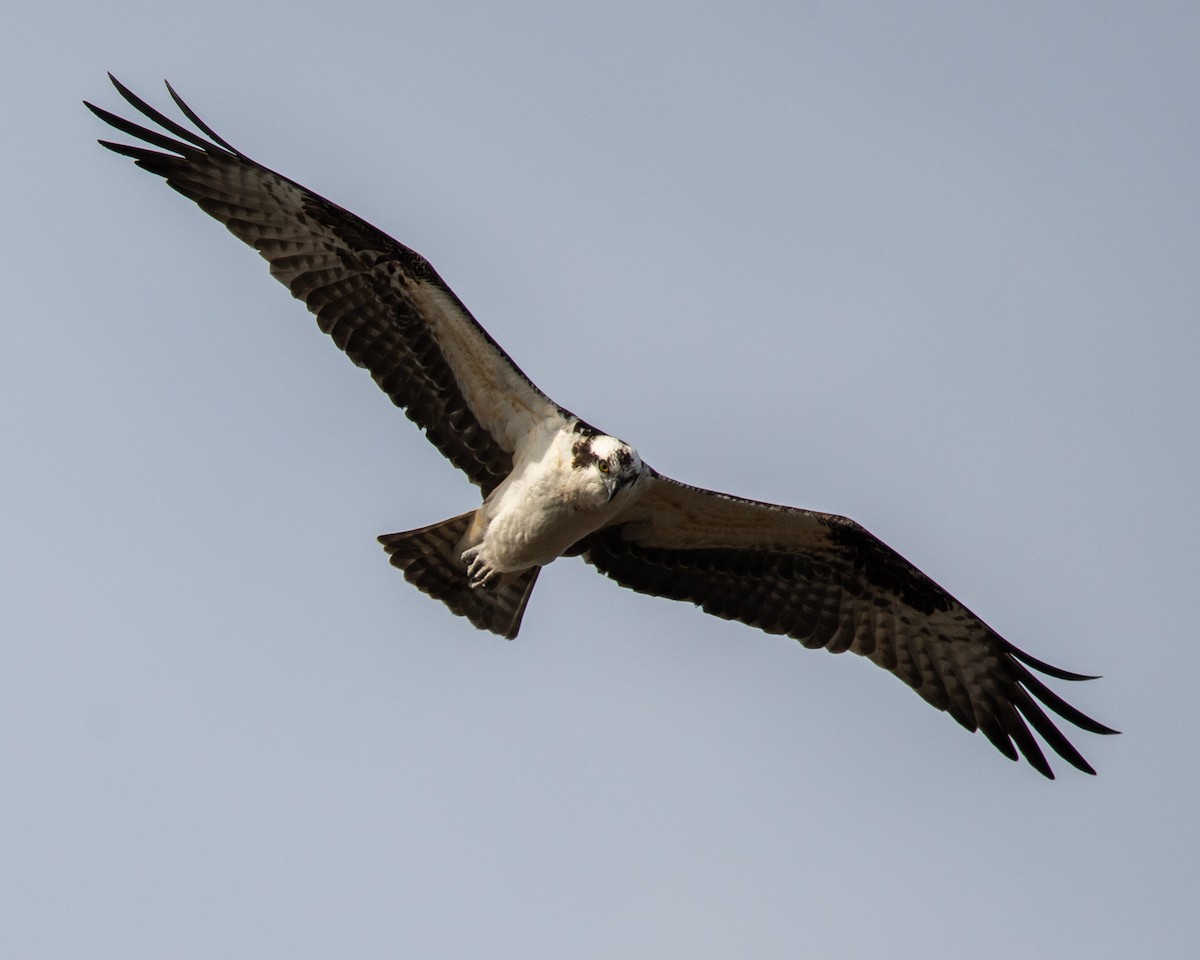 Osprey - ML318384051