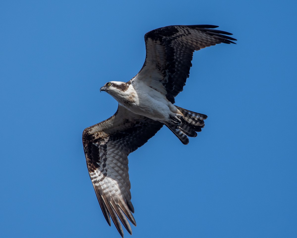 Osprey - ML318384101