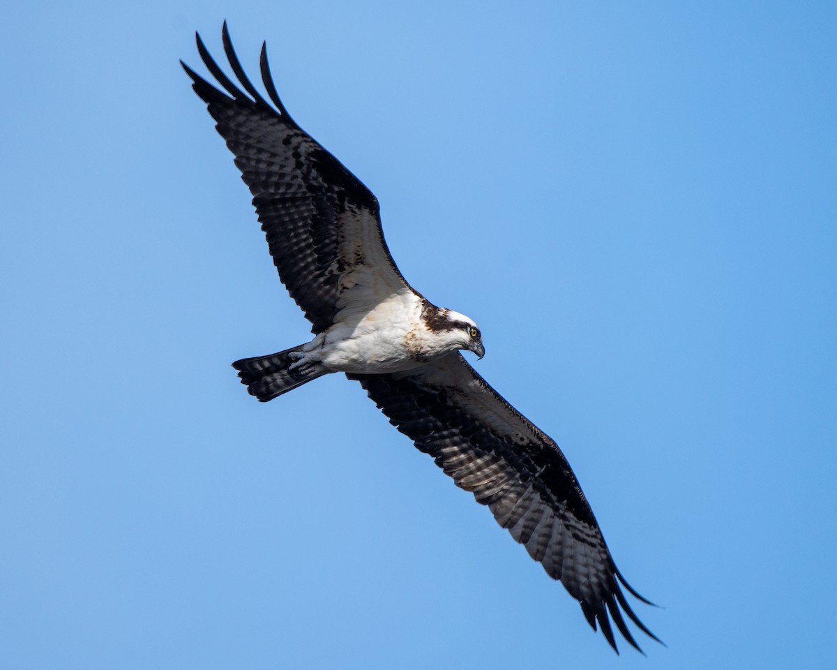 Osprey - ML318384141