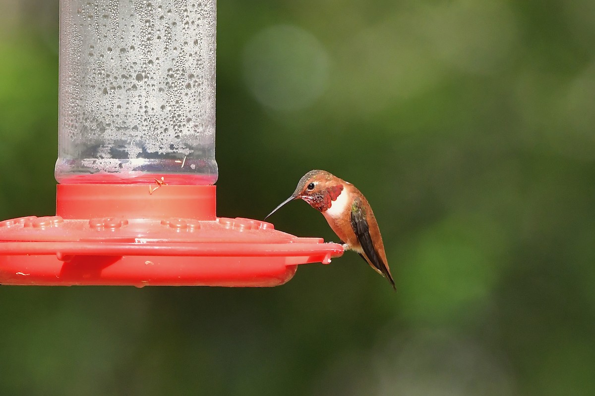 Rufous Hummingbird - ML318384241