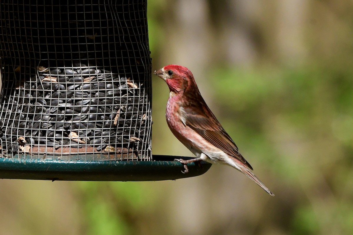 Purple Finch - ML318384381