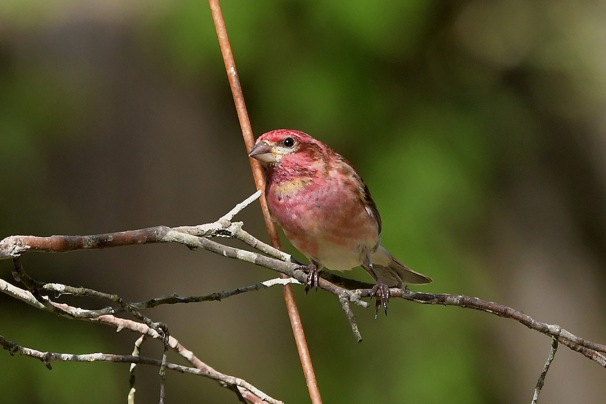 Purple Finch - ML318384441