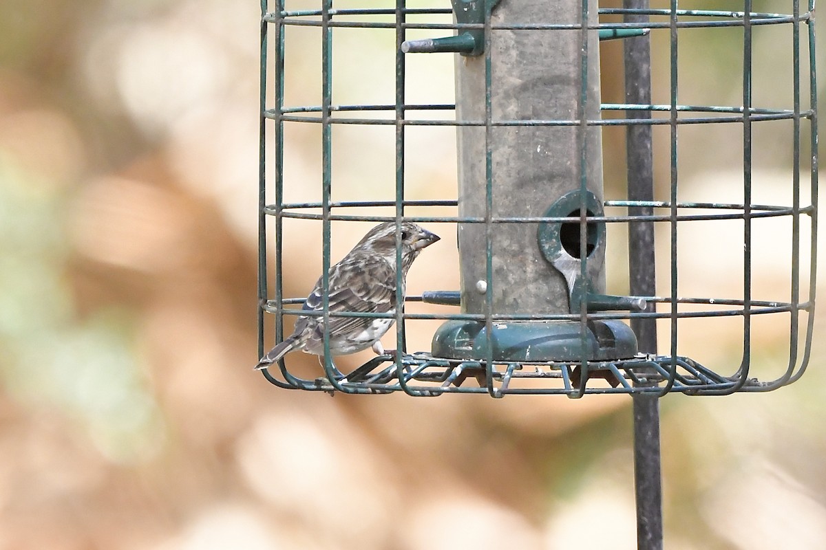 Purple Finch - ML318384541