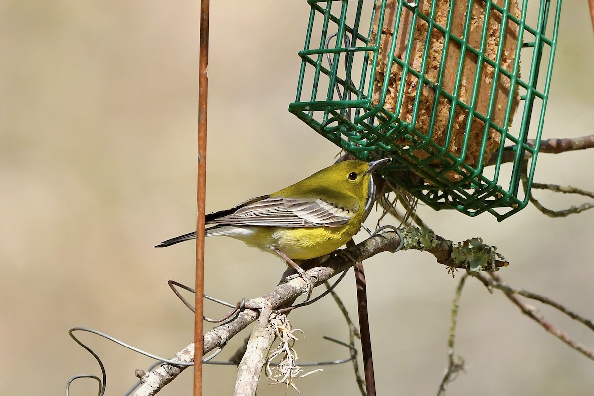 Pine Warbler - ML318384571