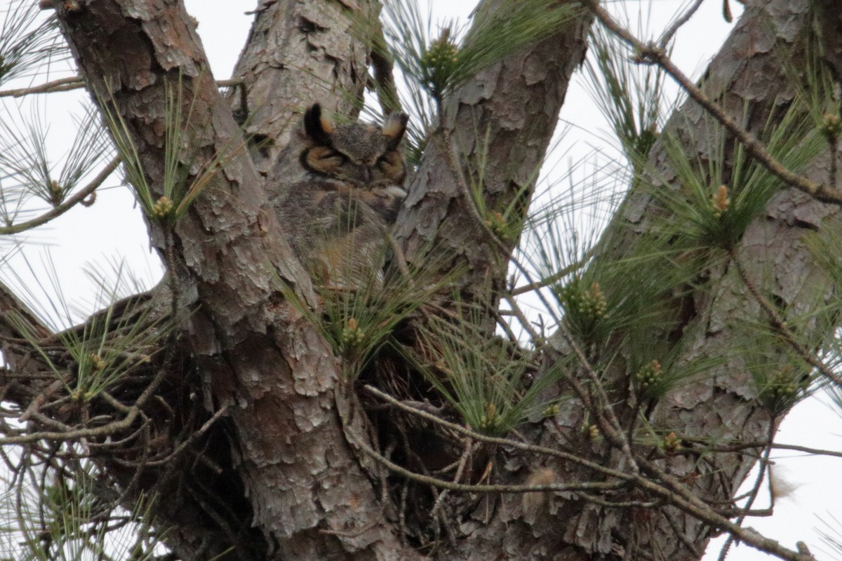 Great Horned Owl - ML318384621