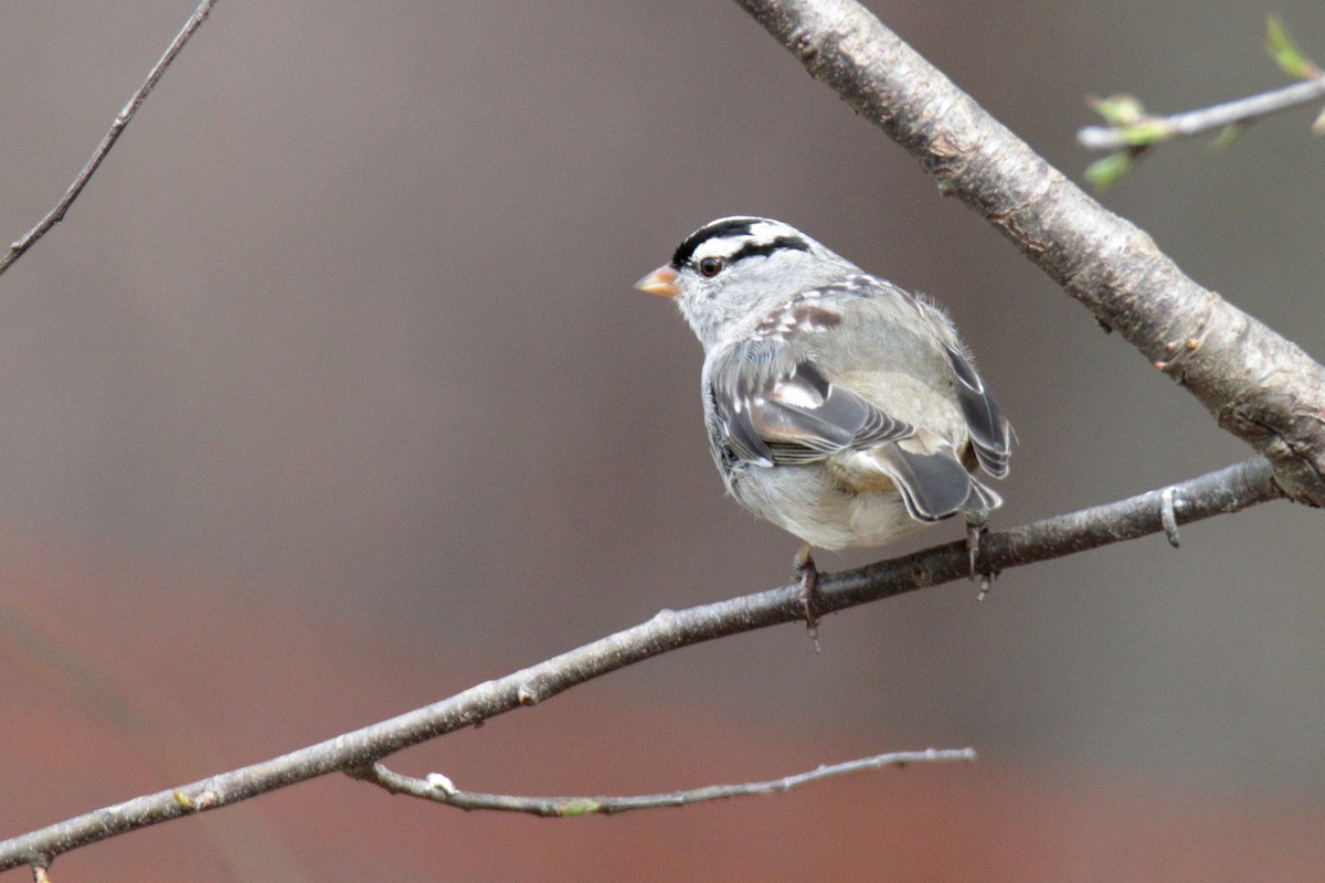 ミヤマシトド（leucophrys） - ML318385071