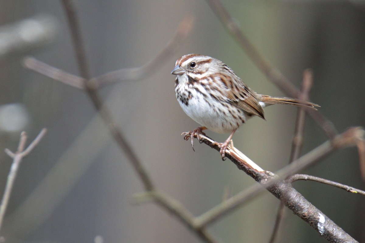 Song Sparrow (melodia/atlantica) - ML318385201