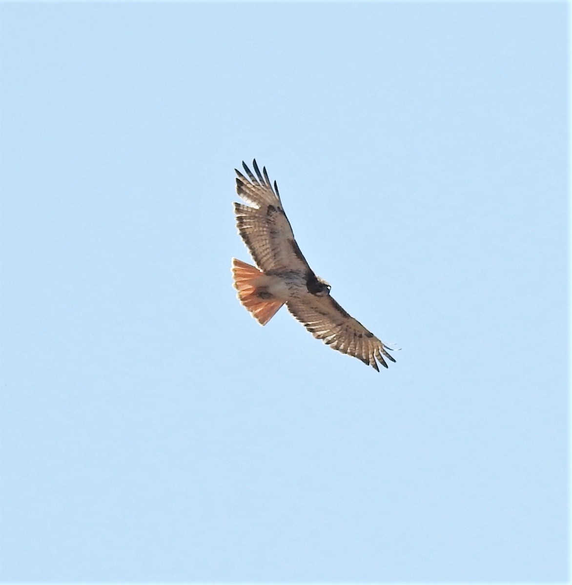 Red-tailed Hawk (borealis) - Paul McKenzie