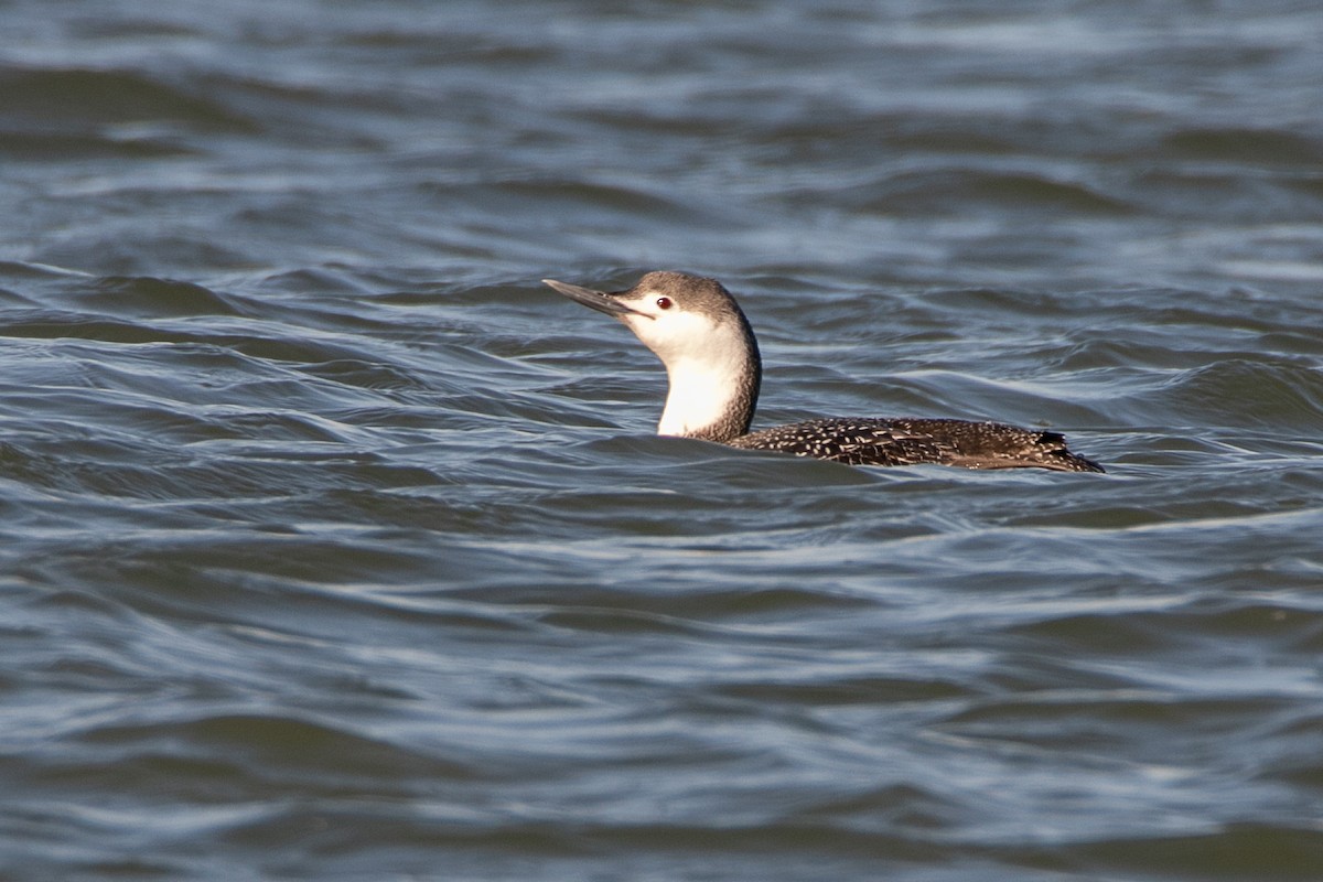 Red-throated Loon - Katherine Zhang