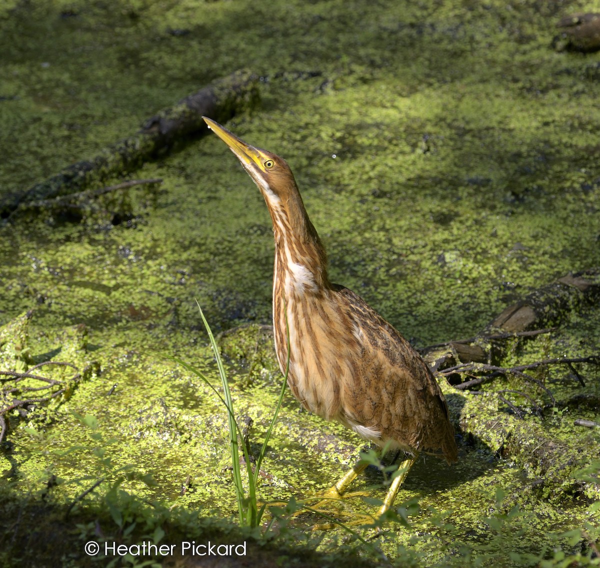 American Bittern - ML31838891