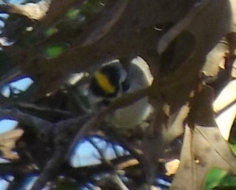 Ruby-crowned Kinglet - ML318389581