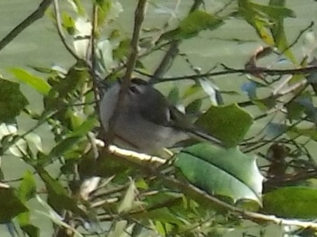 Ruby-crowned Kinglet - Christopher Kroll