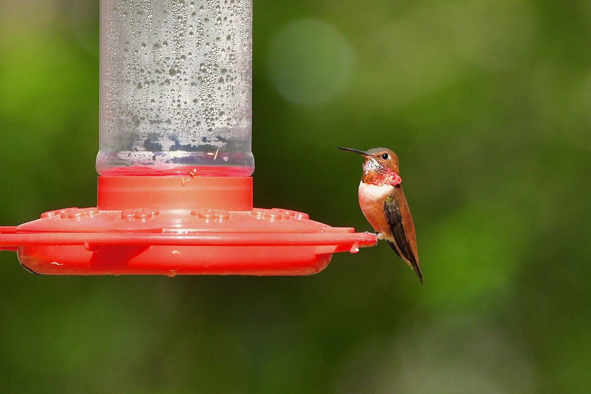 Rufous Hummingbird - ML318390671
