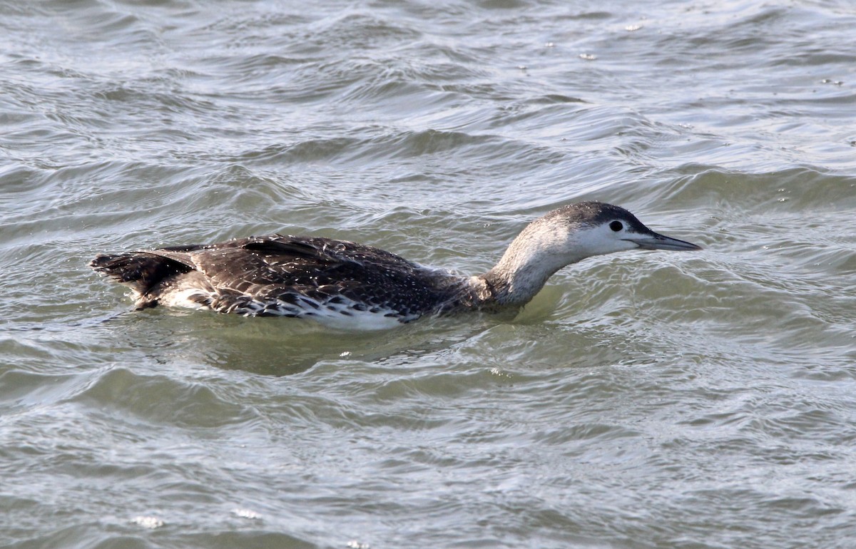 Red-throated Loon - Kim Abplanalp